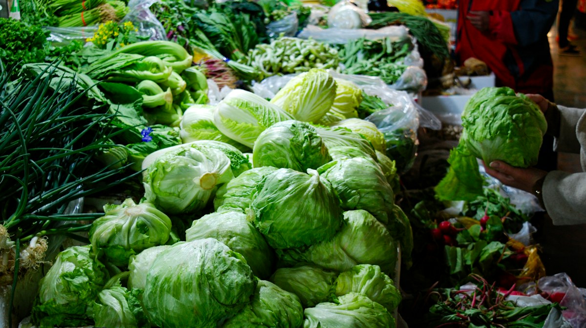 Highland Lettuce