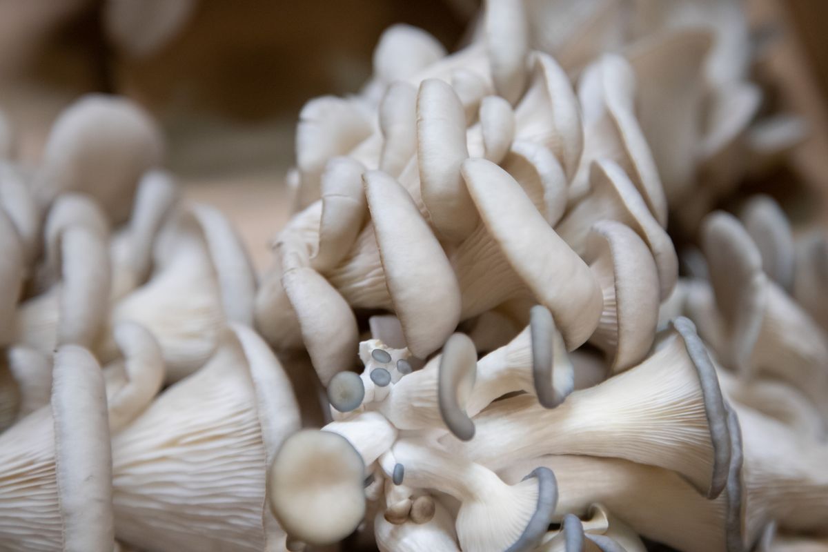 Oyster Mushrooms