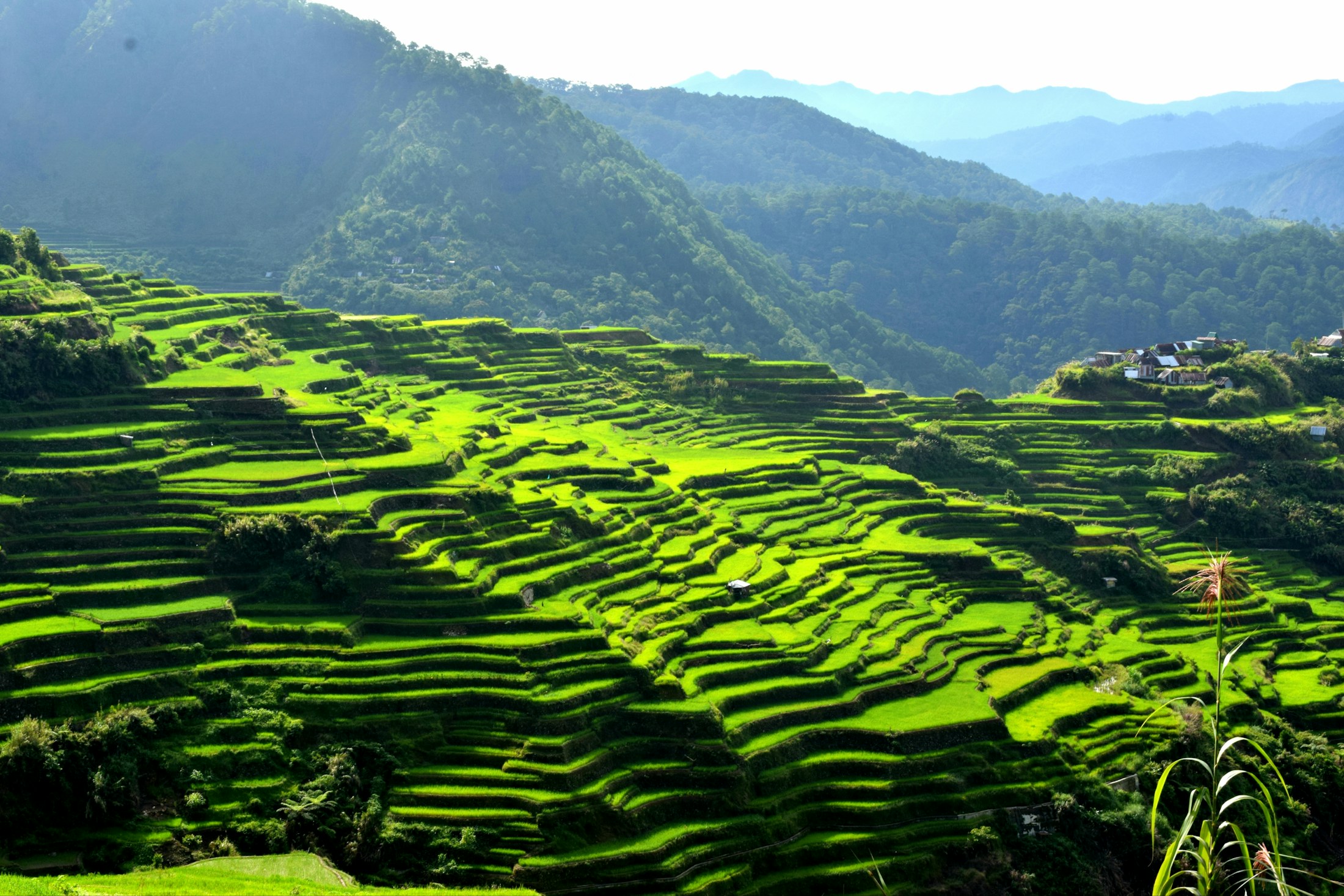 Terraced rice fields on a mountainside